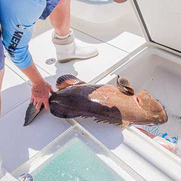 View full size image of 370 Z